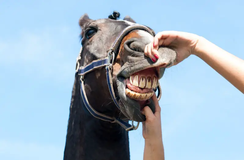 a person checking a horses teeth