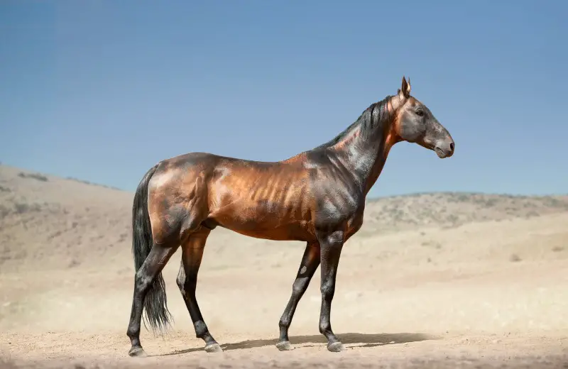 stallion in desert